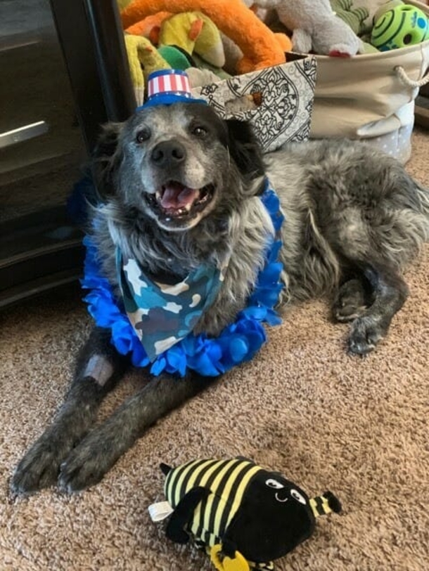 ‘Broken’ dog keeps the biggest smile when he realizes he’s finally safe - picture 6