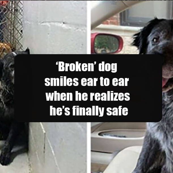 ‘Broken’ dog smiles ear to ear when he realizes he’s finally safe
