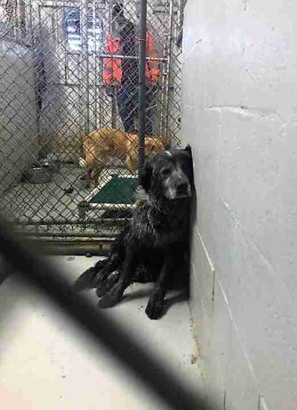 ‘Broken’ dog smiles ear to ear when he realizes he’s finally safe - picture 2
