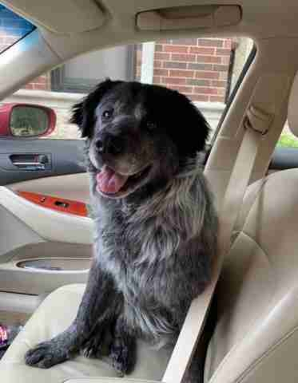 ‘Broken’ dog smiles ear to ear when he realizes he’s finally safe - picture 3