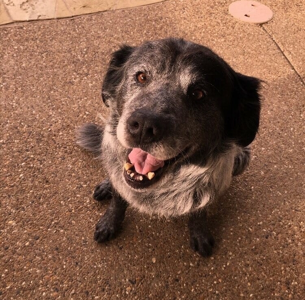 ‘Broken’ dog smiles ear to ear when he realizes he’s finally safe - picture 4