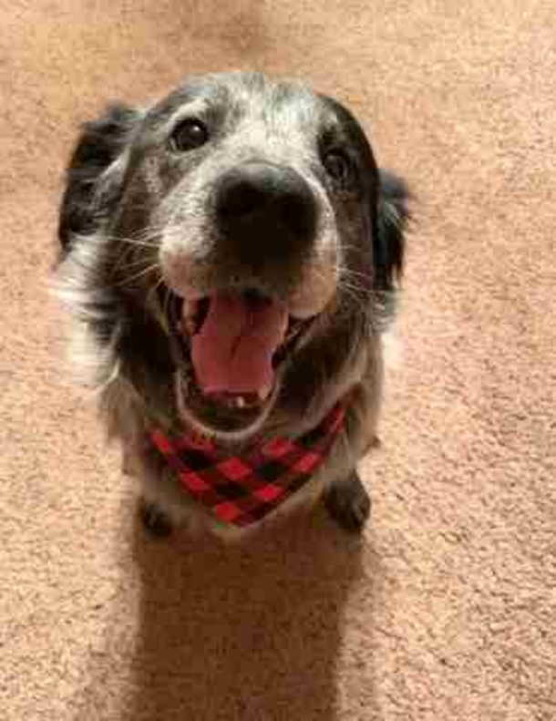 ‘Broken’ dog smiles ear to ear when he realizes he’s finally safe - picture 7