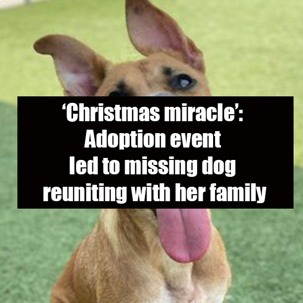 ‘Christmas miracle’: Adoption event led to missing dog reuniting with her family