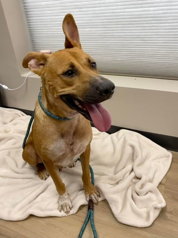 ‘Christmas miracle’: Adoption event led to missing dog reuniting with her family - picture 2