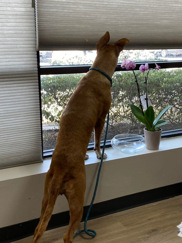 ‘Christmas miracle’: Adoption event led to missing dog reuniting with her family - picture 3