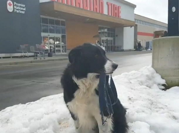 ​Dog Grabs His Own Treats At The Store; What He Does Next Has The Internet In Tears - picture 2