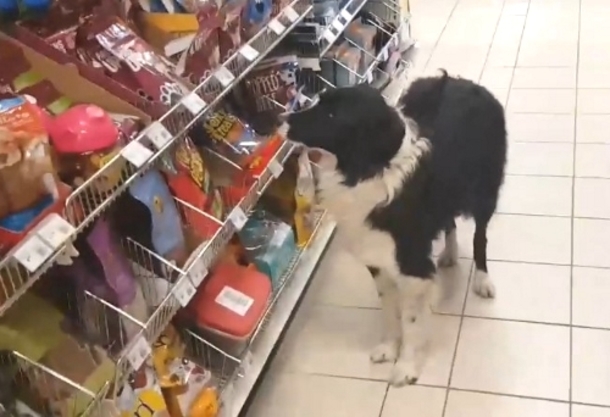 ​Dog Grabs His Own Treats At The Store; What He Does Next Has The Internet In Tears - picture 3