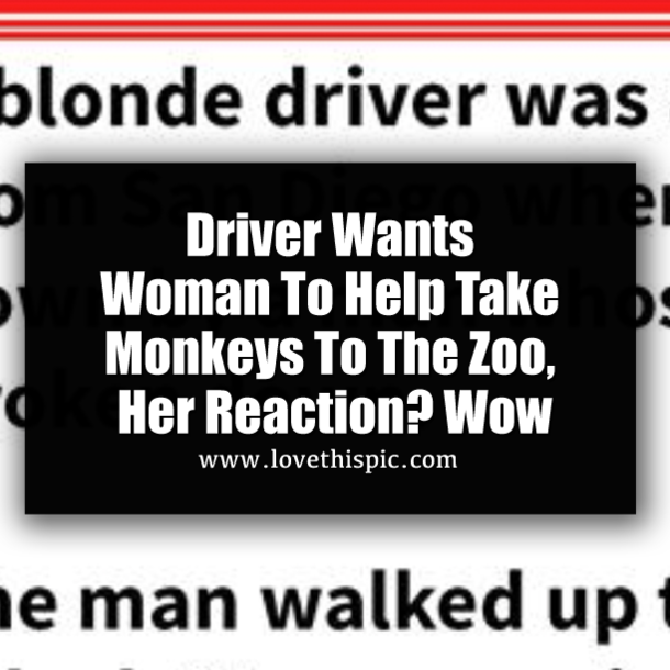 ​Driver Wants Woman To Help Take Monkeys To The Zoo, Her Reaction? Wow