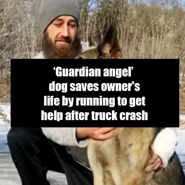 ‘Guardian angel’ dog saves owner's life by running to get help after truck crash