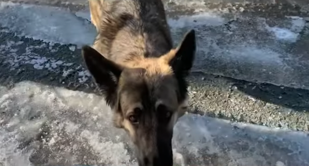 ‘Guardian angel’ dog saves owner's life by running to get help after truck crash - picture 2