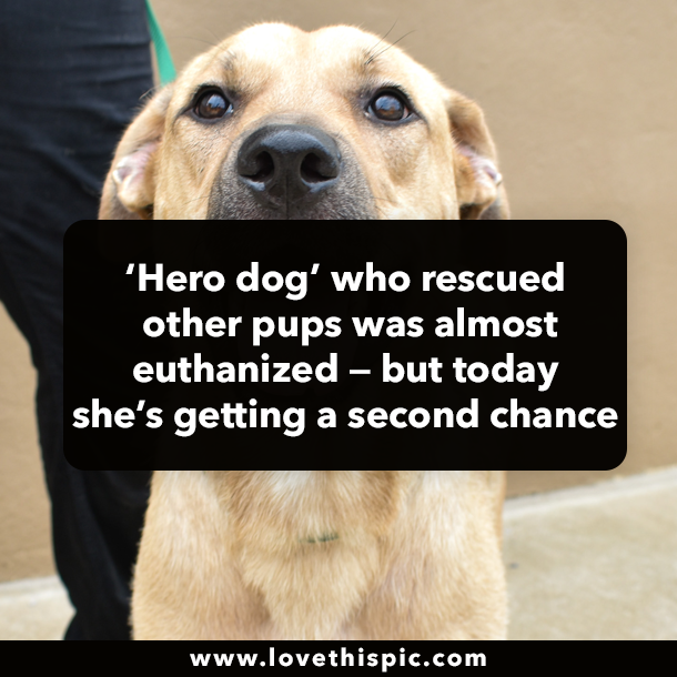 ‘Hero dog’ who rescued other pups was almost euthanized — but today she’s getting a second chance