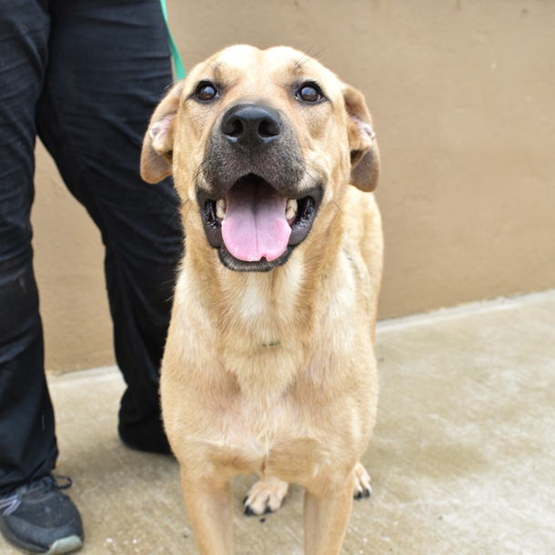 ‘Hero dog’ who rescued other pups was almost euthanized — but today she’s getting a second chance - picture 2