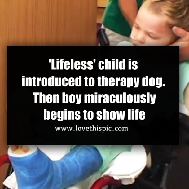 'Lifeless' child is introduced to therapy dog. Then boy miraculously begins to show life