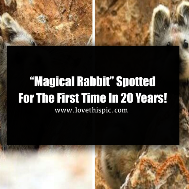 “Magical Rabbit” Spotted For The First Time In 20 Years!