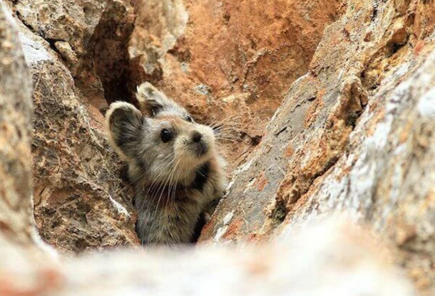 “Magical Rabbit” Spotted For The First Time In 20 Years! - picture 2