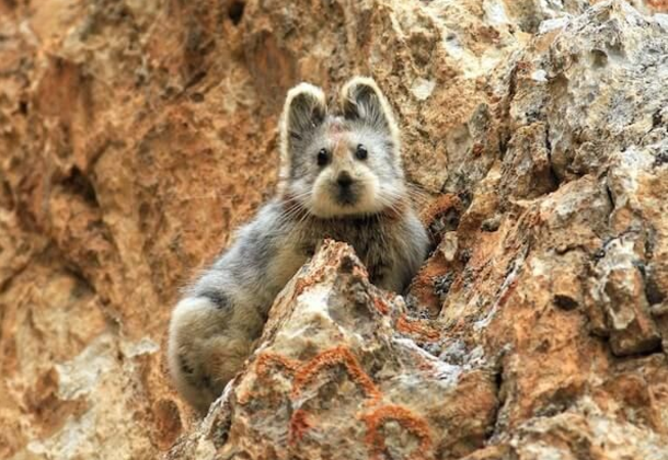 “Magical Rabbit” Spotted For The First Time In 20 Years! - picture 4