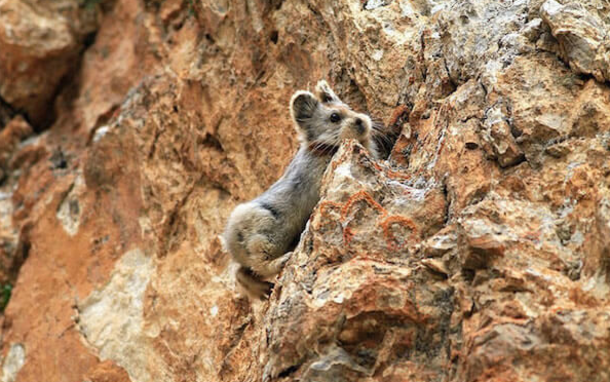 “Magical Rabbit” Spotted For The First Time In 20 Years! - picture 5