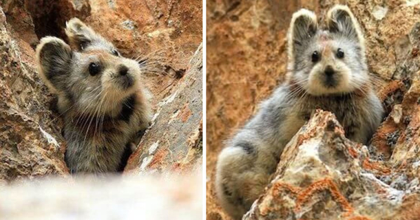 “Magical Rabbit” Spotted For The First Time In 20 Years! - picture 6