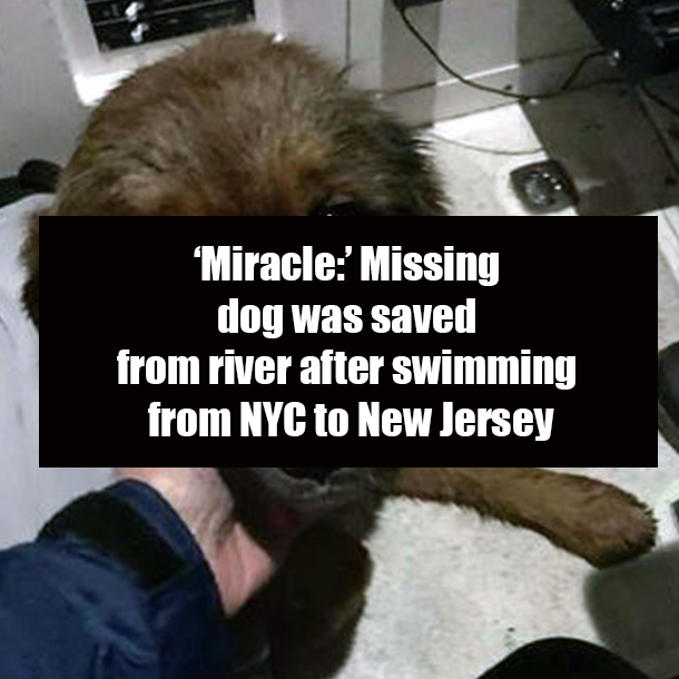 ‘Miracle:’ Missing dog was saved from river after swimming from NYC to New Jersey