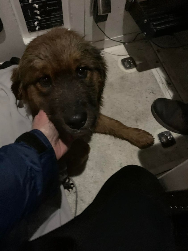 ‘Miracle:’ Missing dog was saved from river after swimming from NYC to New Jersey - picture 4