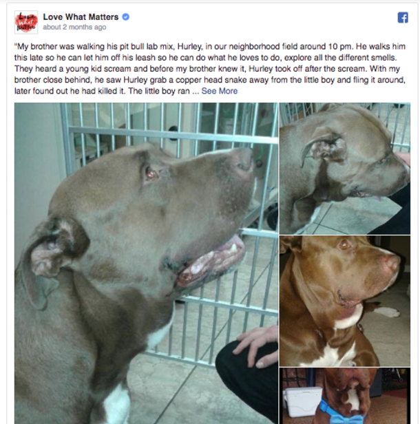 ​Owner's Pitbull Goes Off After A Little Boy; What Happens After Saves This Child's Life - picture 4