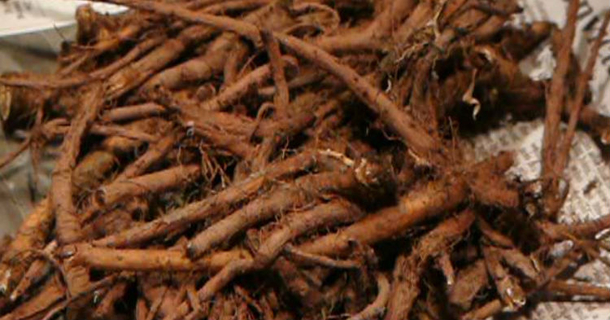 ​Patient's Cancer Cells Were Killed 48 Hours After Drinking This Powerful Root - picture 2