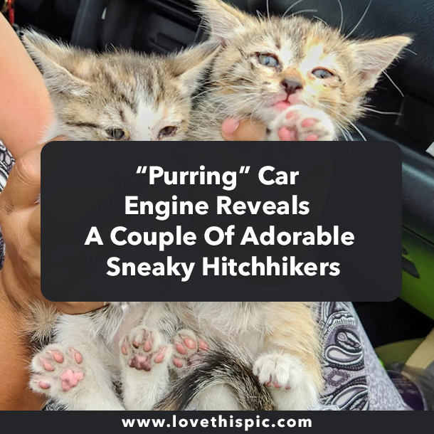 “Purring” Car Engine Reveals A Couple Of Adorable Sneaky Hitchhikers