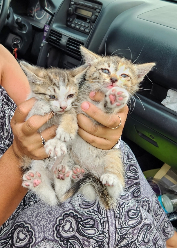 “Purring” Car Engine Reveals A Couple Of Adorable Sneaky Hitchhikers - picture 2