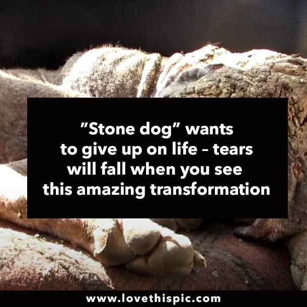 ”Stone dog” wants to give up on life – tears will fall when you see this amazing transformation