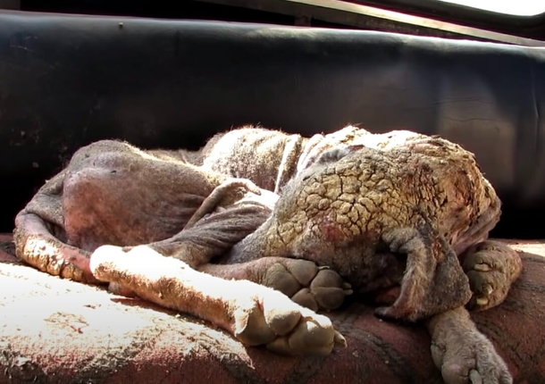”Stone dog” wants to give up on life – tears will fall when you see this amazing transformation - picture 2