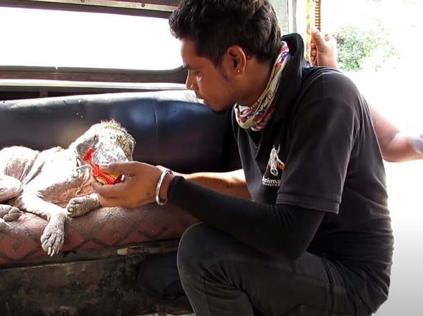 ”Stone dog” wants to give up on life – tears will fall when you see this amazing transformation - picture 3