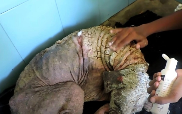 ”Stone dog” wants to give up on life – tears will fall when you see this amazing transformation - picture 4