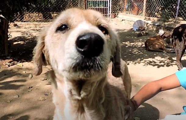 ”Stone dog” wants to give up on life – tears will fall when you see this amazing transformation - picture 5