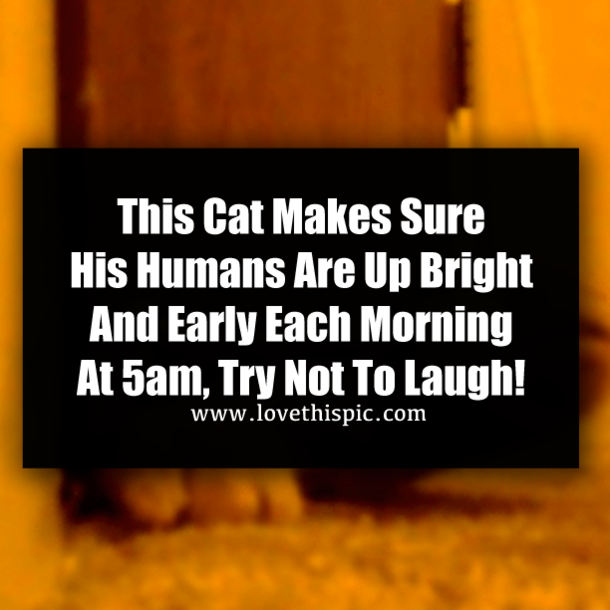 ​This Cat Makes Sure His Humans Are Up Bright And Early Each Morning At 5am, Try Not To Laugh!