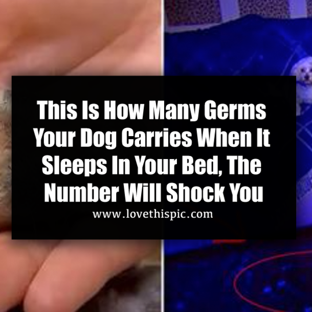 ​This Is How Many Germs Your Dog Carries When It Sleeps In Your Bed, The Number Will Shock You
