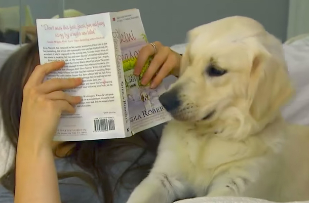 ​This Is How Many Germs Your Dog Carries When It Sleeps In Your Bed, The Number Will Shock You - picture 3