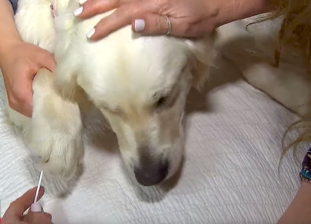 ​This Is How Many Germs Your Dog Carries When It Sleeps In Your Bed, The Number Will Shock You - picture 4