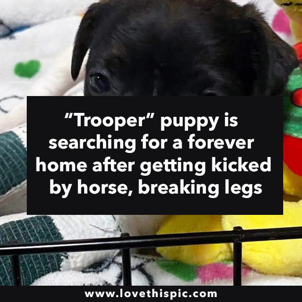 “Trooper” puppy is searching for a forever home after getting kicked by horse, breaking legs