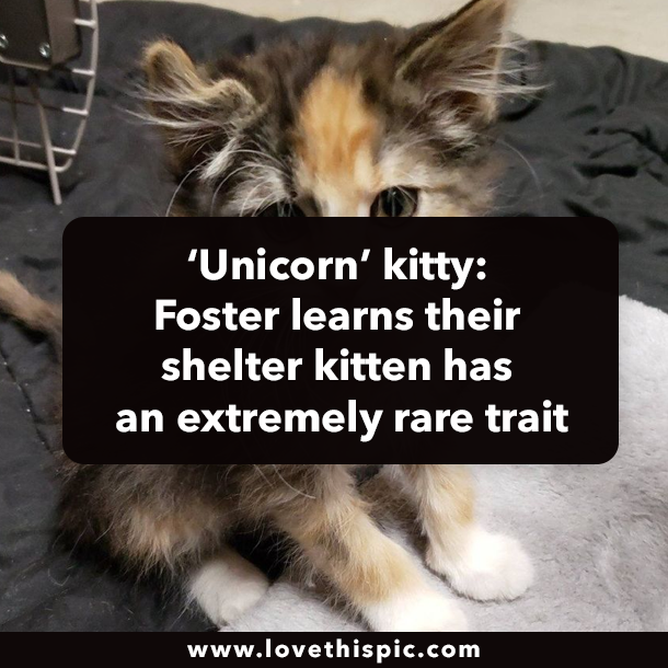 ‘Unicorn’ kitty: Foster learns their shelter kitten has an extremely rare trait