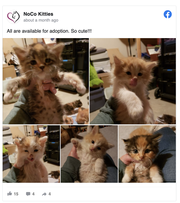 ‘Unicorn’ kitty: Foster learns their shelter kitten has an extremely rare trait - picture 2