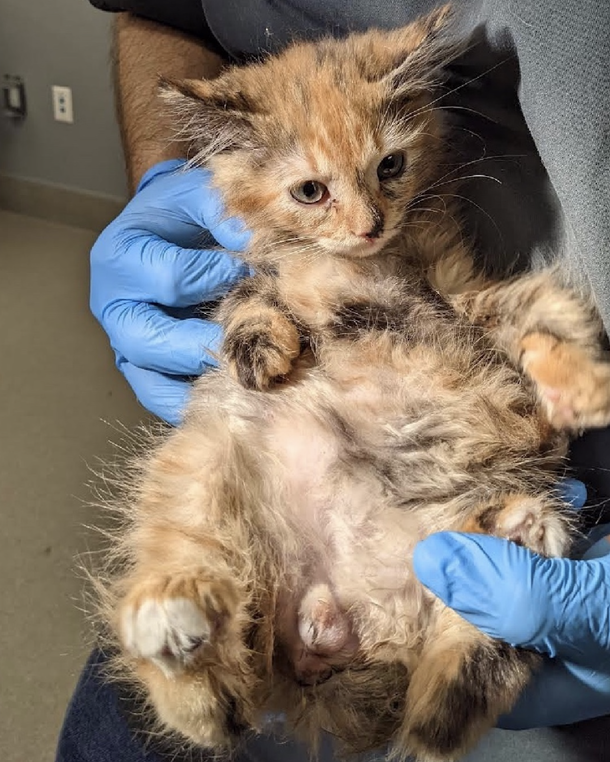 ‘Unicorn’ kitty: Foster learns their shelter kitten has an extremely rare trait - picture 5