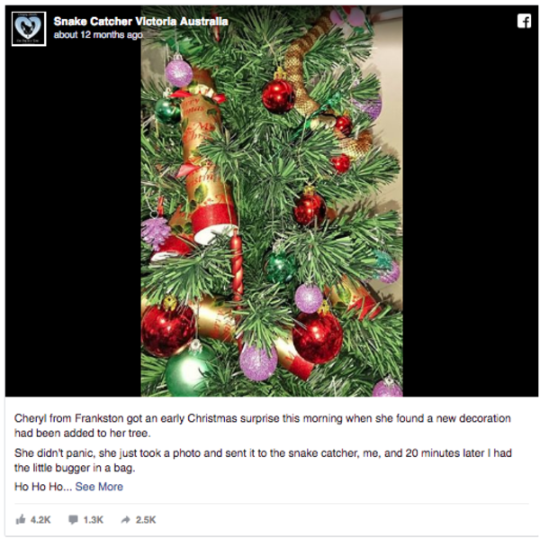 ​Woman Decorates Christmas Tree, As She Admires Her Work, Something Begins To Move Inside The Tree - picture 3