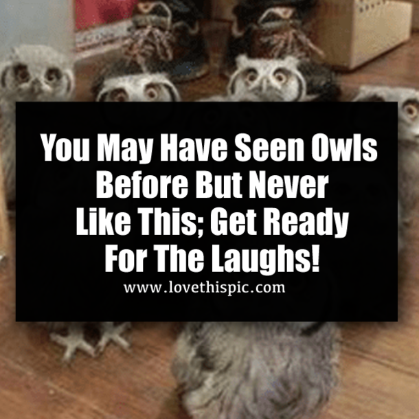 ​You May Have Seen Owls Before But Never Like This; Get Ready For The Laughs!