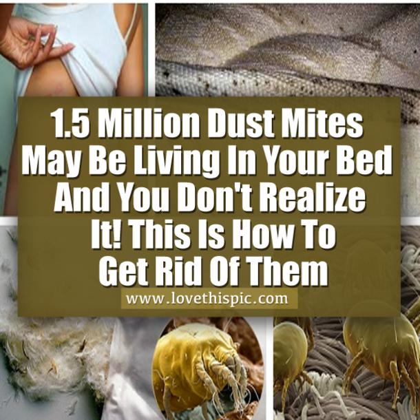 1.5 Million Dust Mites May Be Living In Your Bed And You Don't Realize It! This Is How To Get Rid Of Them