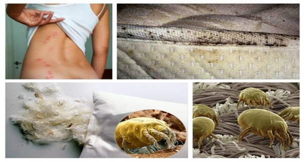 1.5 Million Dust Mites May Be Living In Your Bed And You Don't Realize It! This Is How To Get Rid Of Them - picture 2