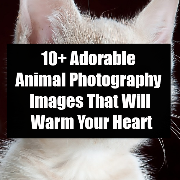 10+ Adorable Animal Photography Images That Will Warm Your Heart