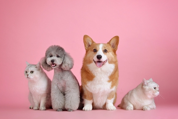 10+ Adorable Animal Photography Images That Will Warm Your Heart - picture 10