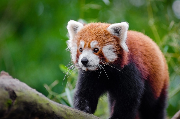 10+ Adorable Animal Photography Images That Will Warm Your Heart - picture 11