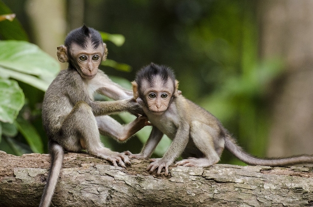 10+ Adorable Animal Photography Images That Will Warm Your Heart - picture 12