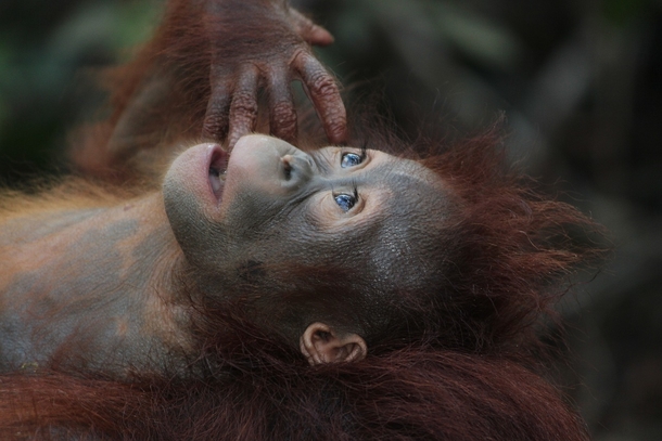 10+ Adorable Animal Photography Images That Will Warm Your Heart - picture 13